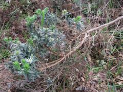 Xiphotheca fruticosa