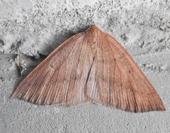 Palaeaspilates inoffensa