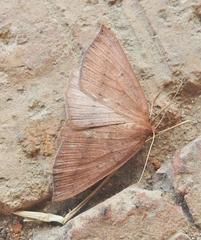 Palaeaspilates inoffensa