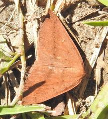 Palaeaspilates inoffensa