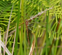 Archaeosynthemis orientalis