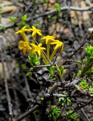Lasiosiphon deserticola