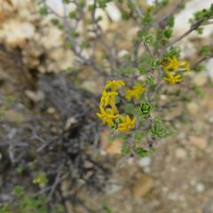Lasiosiphon deserticola