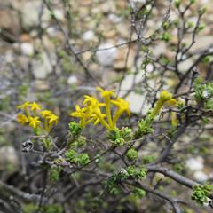 Lasiosiphon deserticola