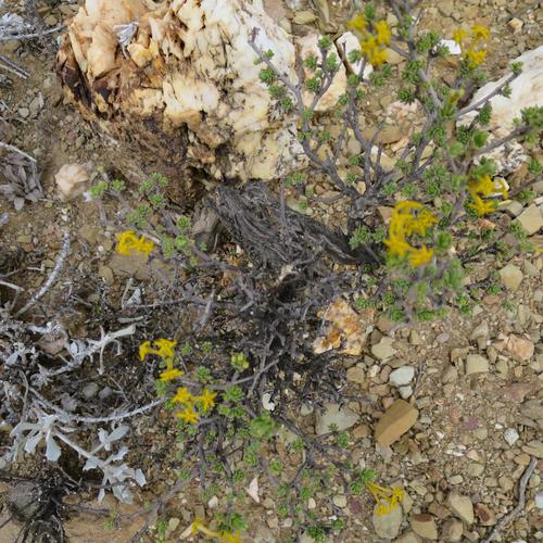 Image of Lasiosiphon deserticola by no rights reserved