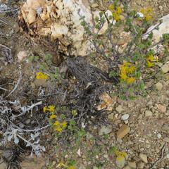 Lasiosiphon deserticola