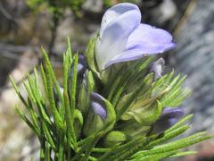 Psoralea kougaensis