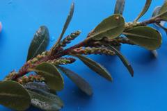 Morella kraussiana