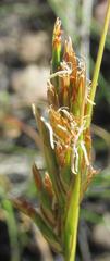 Carex capensis
