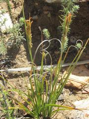 Carex capensis
