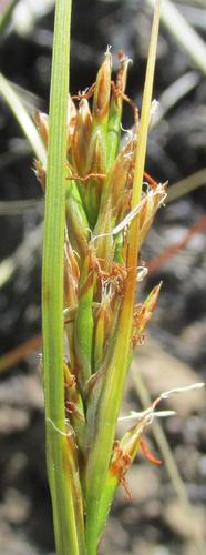 Image of Carex capensis by (c) douglaseustonbrown, some rights reserved (CC BY-SA)