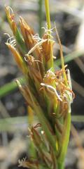 Carex capensis