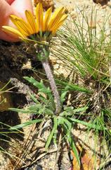 Gazania ciliaris