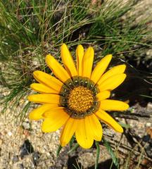 Gazania ciliaris