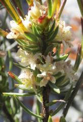 Lachnaea glomerata
