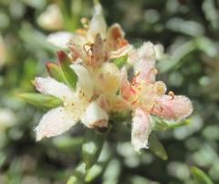 Lachnaea glomerata