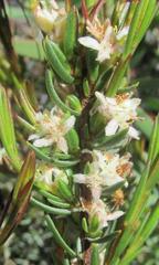 Lachnaea glomerata