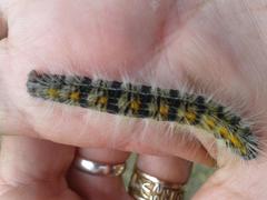 Bombycomorpha bifascia