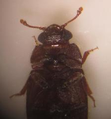 Biphyllidae