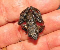 Natalobatrachus bonebergi