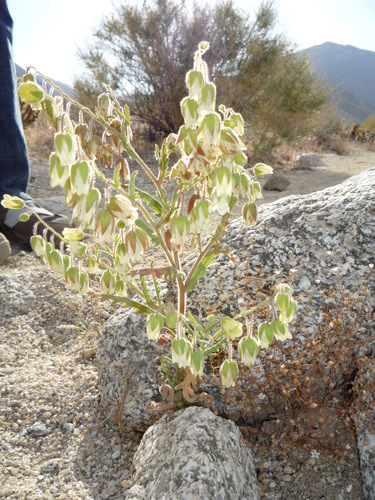 Emmenanthe