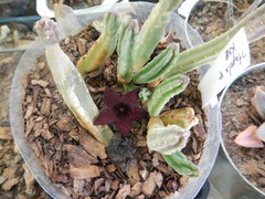 Stapelia olivacea