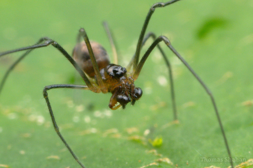 Glenognatha