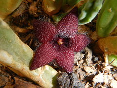 Stapelia olivacea