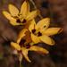 Ixia maculata maculata - Photo (c) Nick Helme,  זכויות יוצרים חלקיות (CC BY-SA), הועלה על ידי Nick Helme