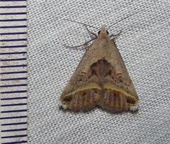 Acantholipes trimeni
