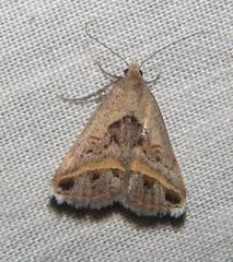 Acantholipes trimeni