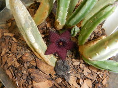 Stapelia olivacea