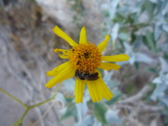 Xeralictus bicuspidariae