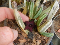 Stapelia olivacea