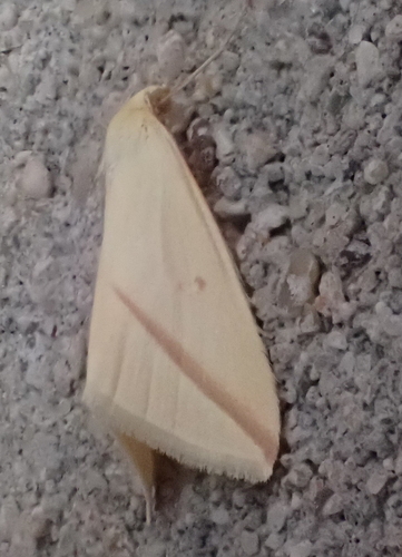 Rhodometra sacraria
