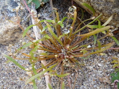 Claytonia parviflora viridis