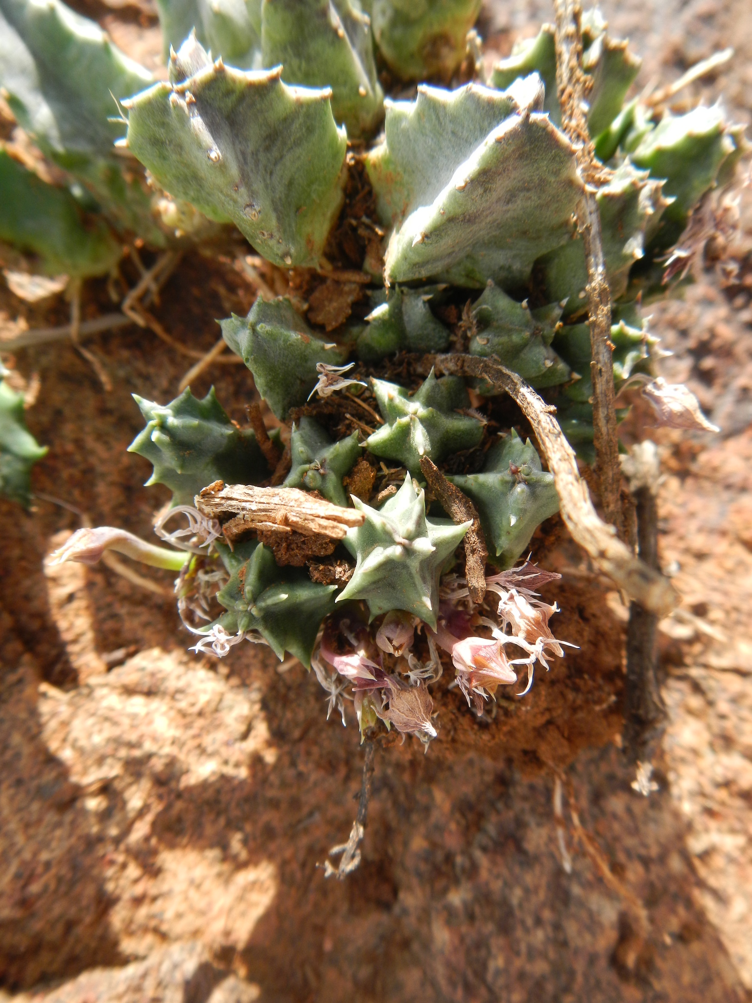Huernia humilis (Masson) Haw.