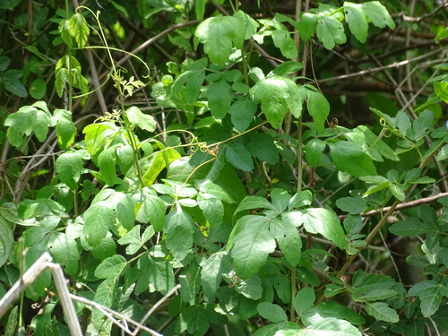 Image of Paullinia pinnata by (c) Alexis López Hernández, some rights reserved (CC BY)