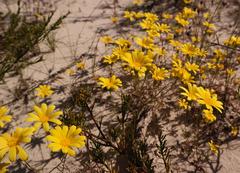 Steirodiscus tagetes