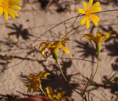 Steirodiscus tagetes