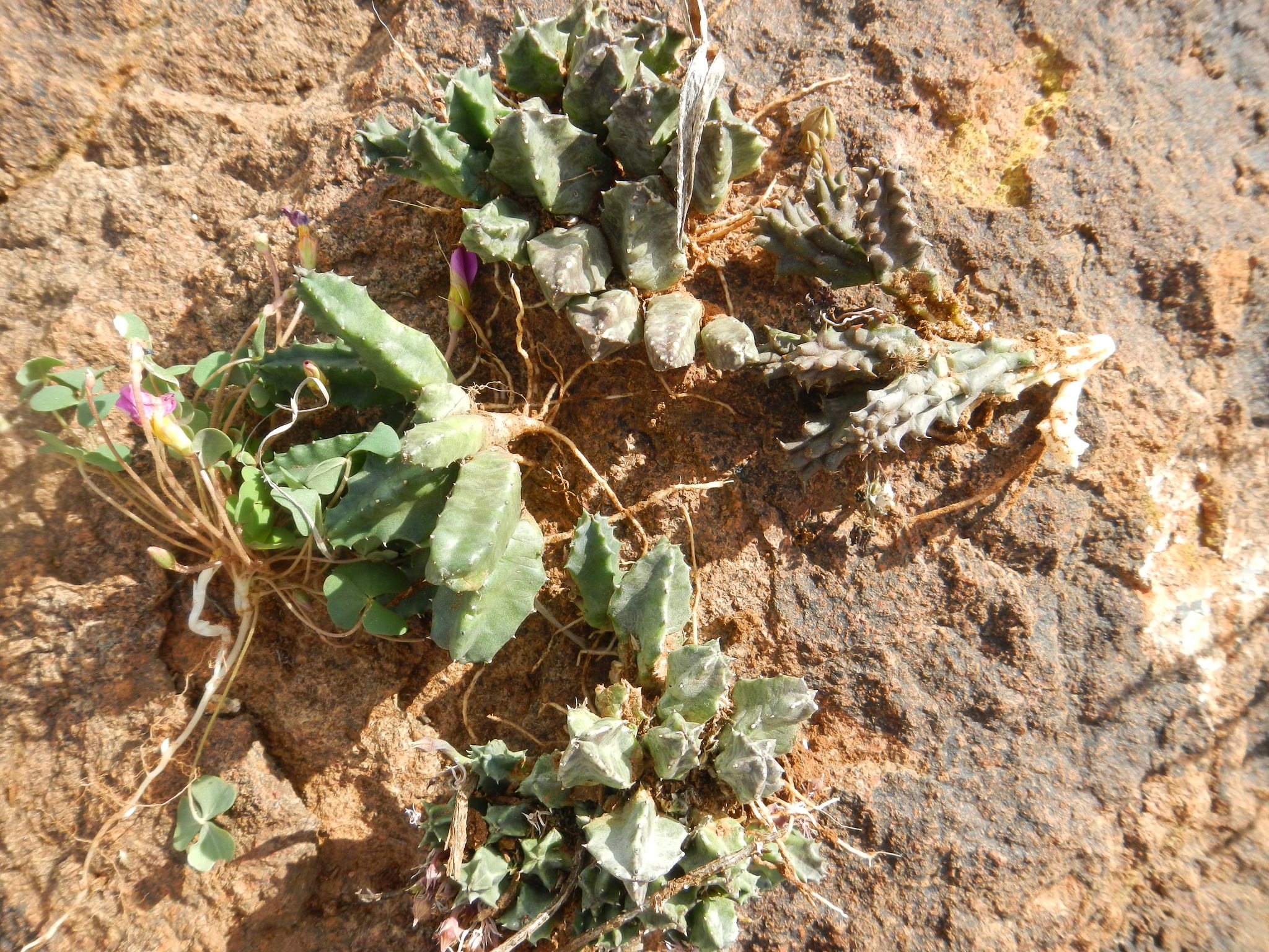 Huernia humilis (Masson) Haw. 2