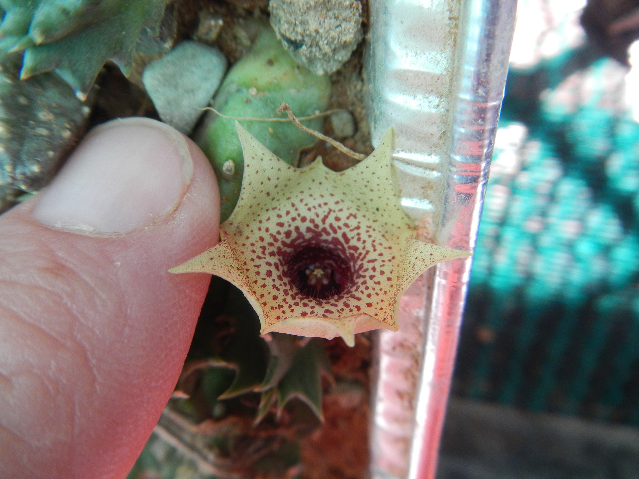 Huernia humilis (Masson) Haw. 3