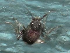 Dolichomutilla sycorax