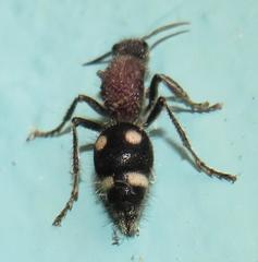 Dolichomutilla sycorax