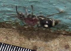 Dolichomutilla sycorax