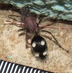 Dolichomutilla sycorax