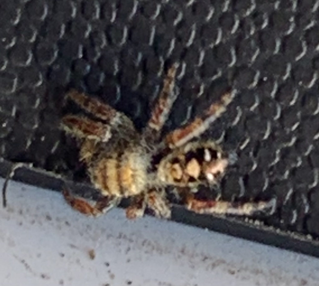 Bold Jumping Spider from Thornbury Way, Highlands Ranch, CO, US on ...