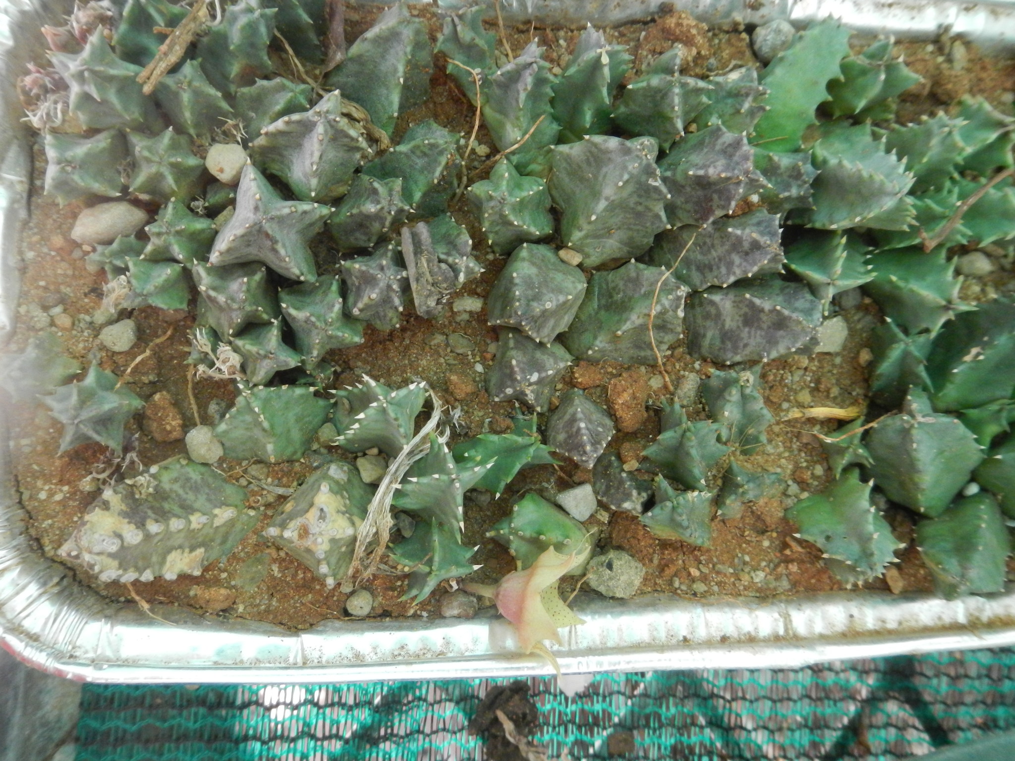 Huernia humilis (Masson) Haw. 4