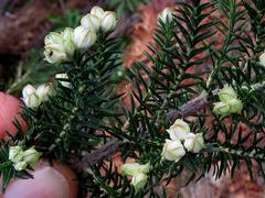 Erica triflora