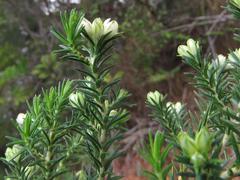 Erica triflora